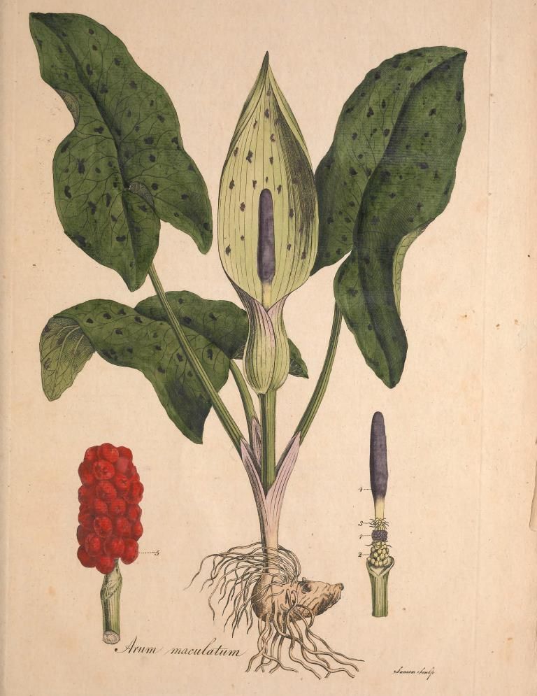 AFIMP-New-York-From-Vartan-Avakian_s-research-on-Arum-Maculatum.jpg#asset:2241